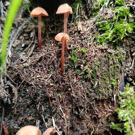 Eco-Cabana Piemonte Guasca Bagian luar foto