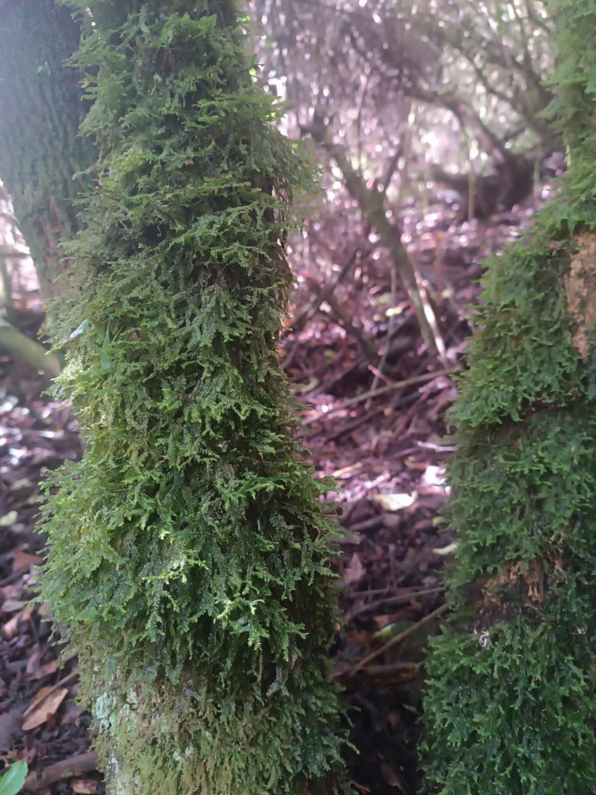 Eco-Cabana Piemonte Guasca Bagian luar foto
