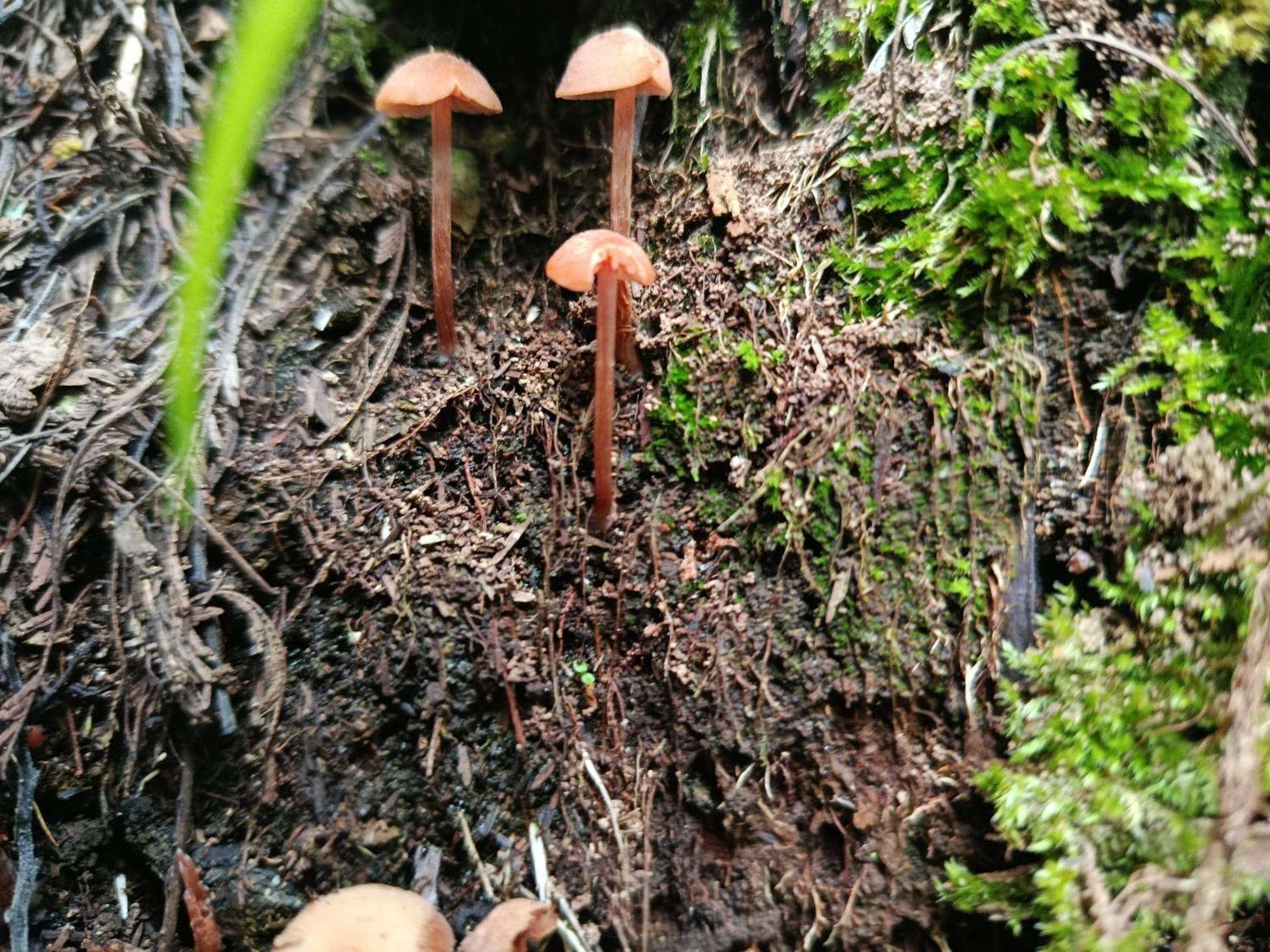 Eco-Cabana Piemonte Guasca Bagian luar foto